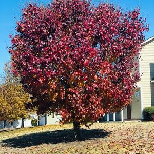 Meet your Posher, Tryna